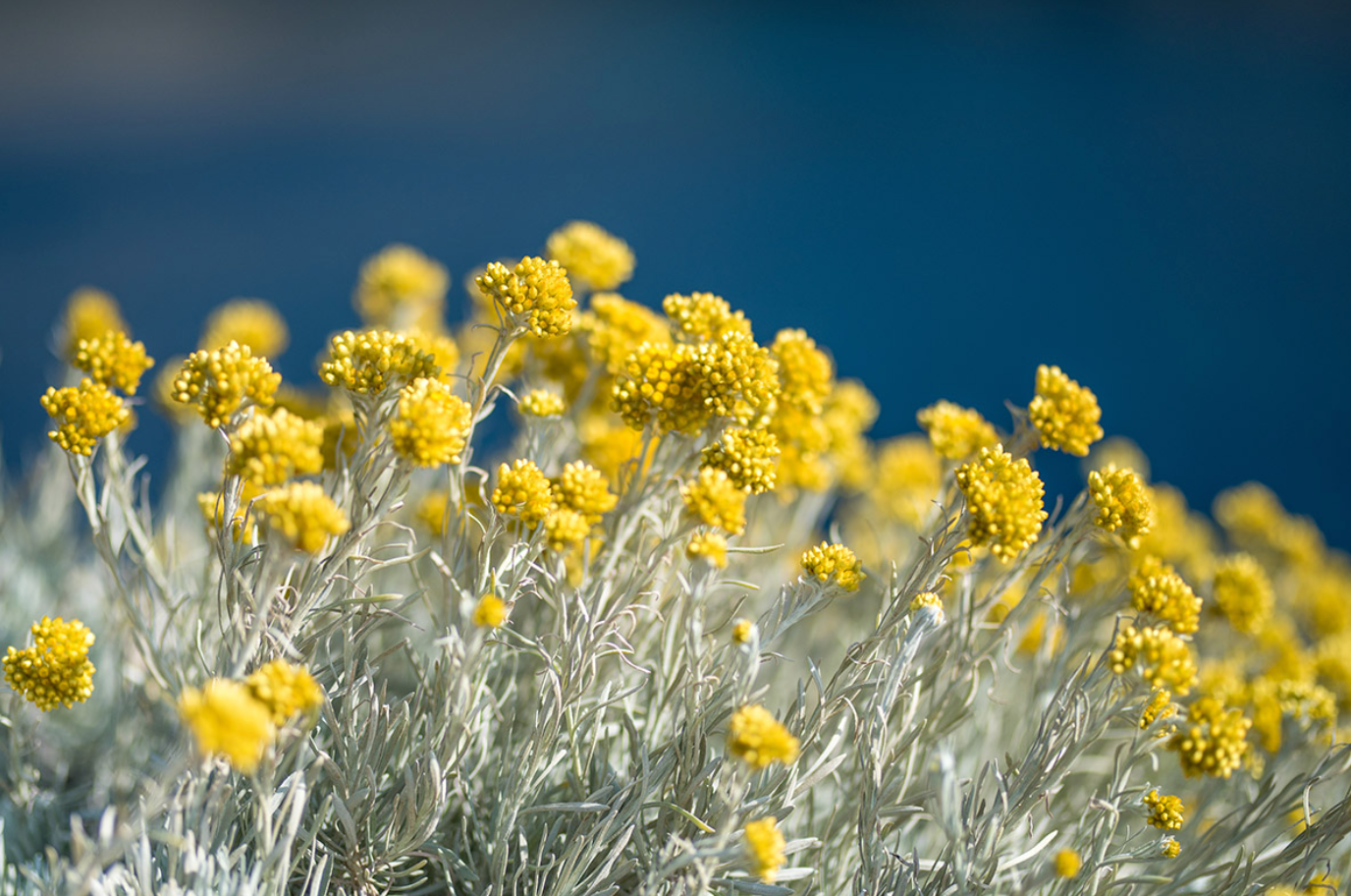 🌼 Elicriso: proprietà, benefici per la pelle e come usare l’Oleolito di Elicriso