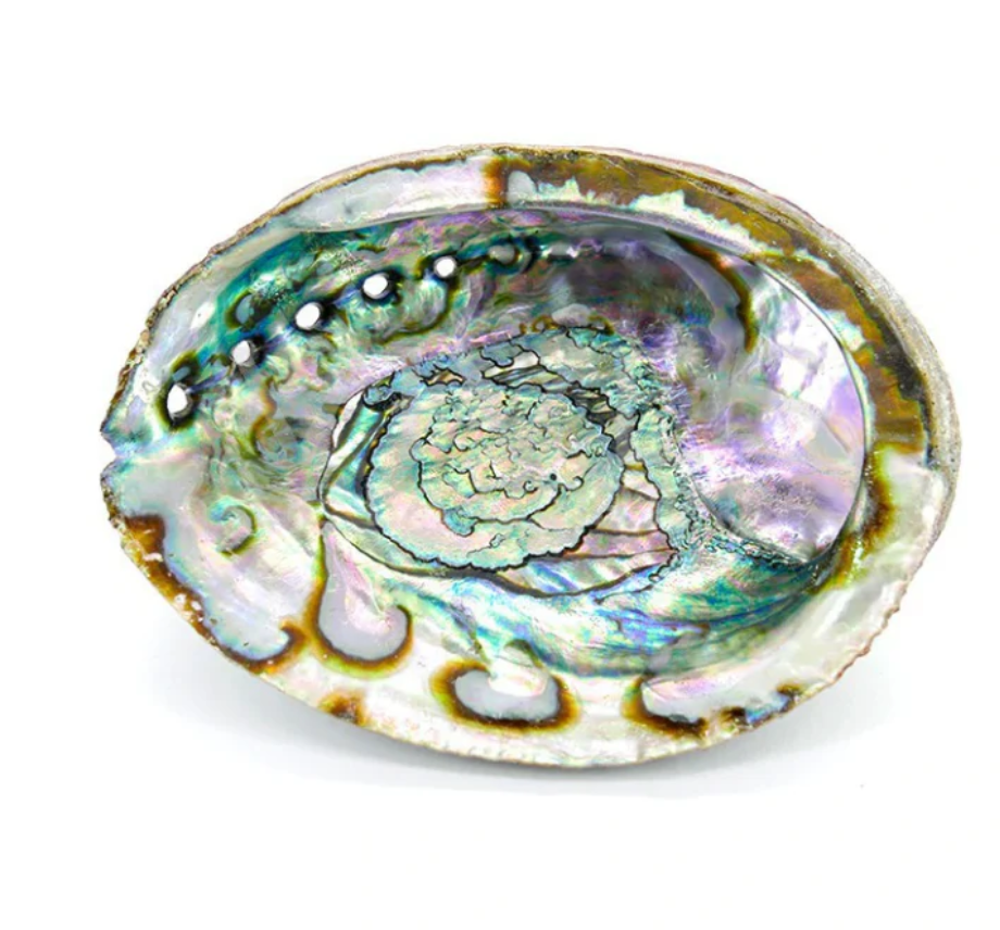 Conchiglia Abalone grande per fumigazione