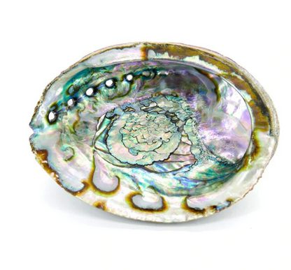 Conchiglia Abalone grande per fumigazione